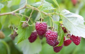 Если правильно использовать карбамид, малина даст хороший урожай