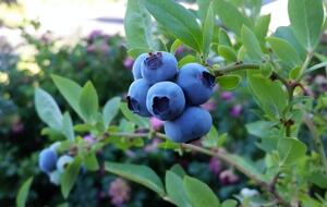 Голубика требует достаточного полива