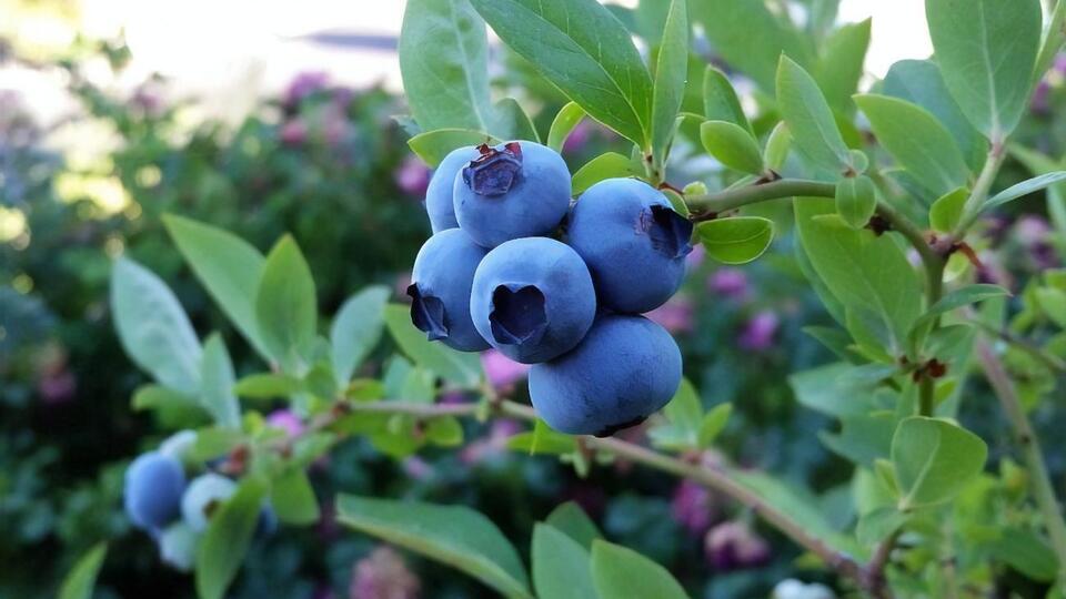 Голубика требует достаточного полива