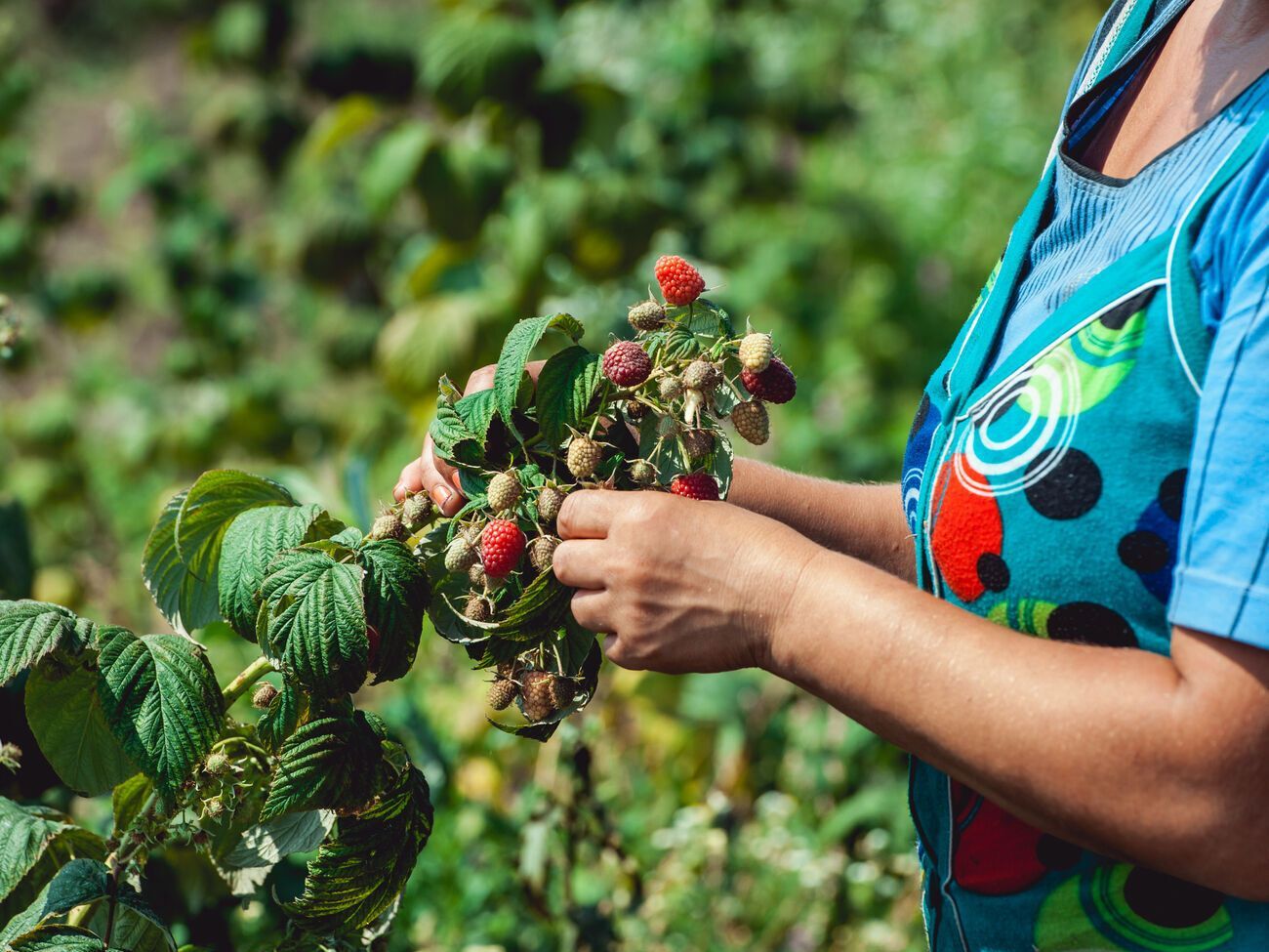 Чтобы собрать урожай малины, весной ее нужно полить раствором из куриного помета