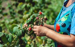 Чтобы собрать урожай малины, весной ее нужно полить раствором из куриного помета