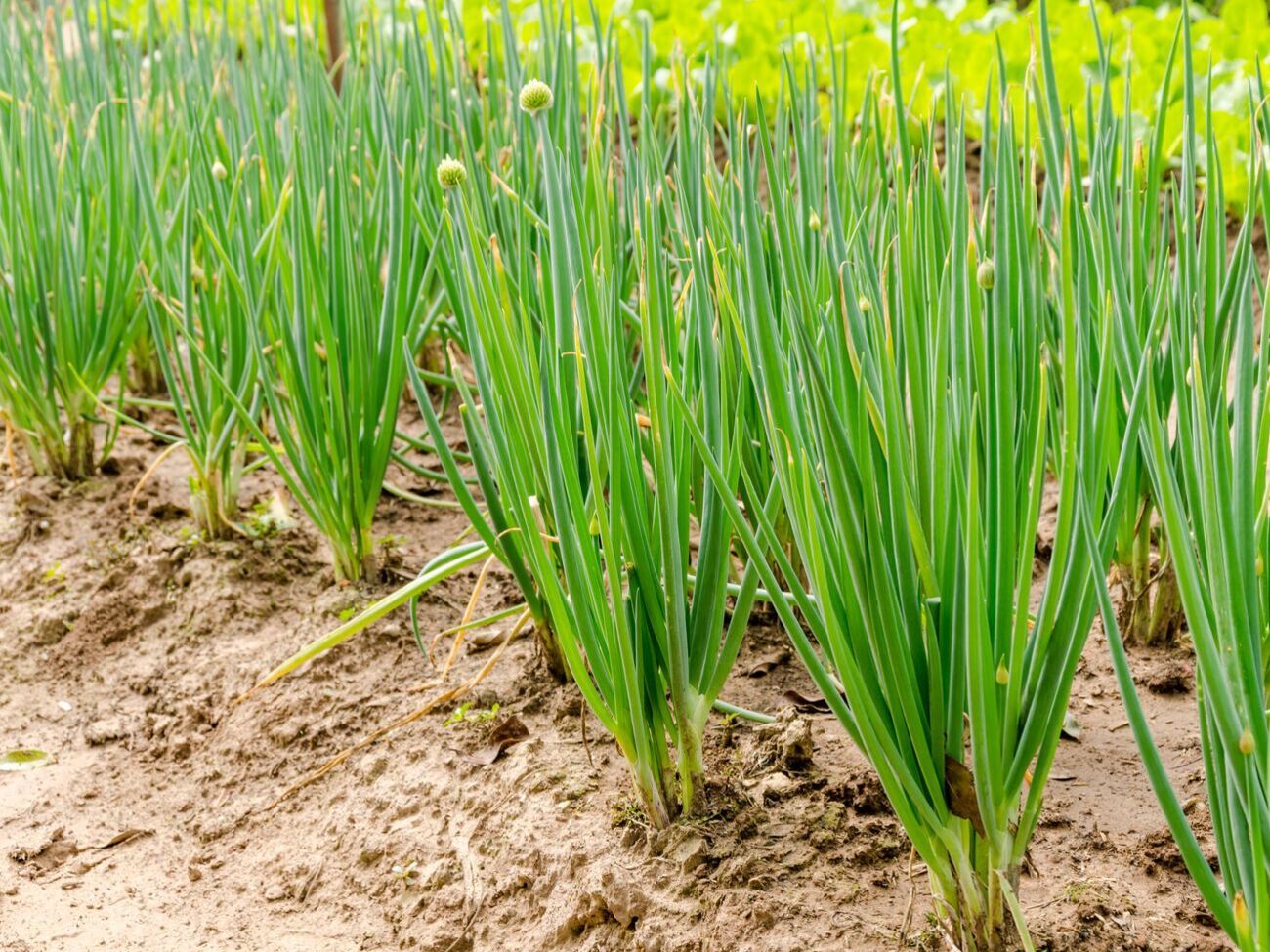 Щоб виростити цибулю без стріл, вибирати для садіння необхідно не дуже велику сіянку