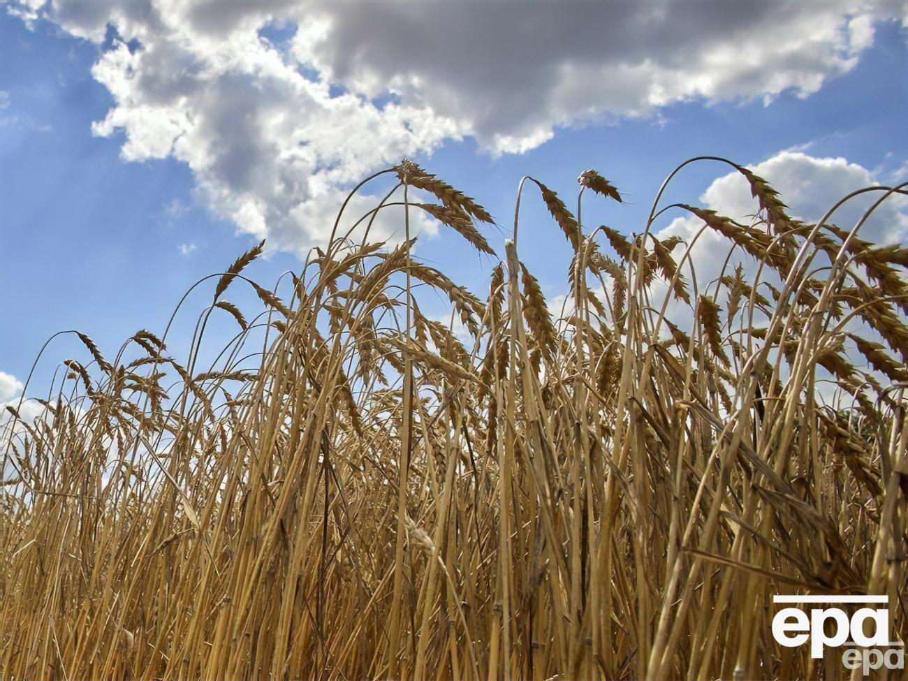 В Болгарии думают над тем, чтобы запретить ввоз зерна из Украины