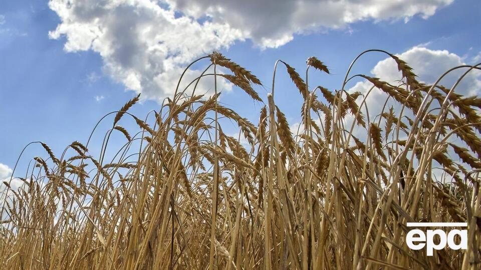 В Болгарии думают над тем, чтобы запретить ввоз зерна из Украины