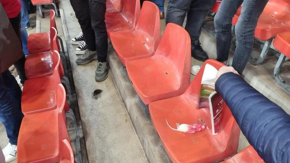 Під час матчу вболівальники "Шарлеруа" закидали фанатів "Стандарда" мертвими пацюками