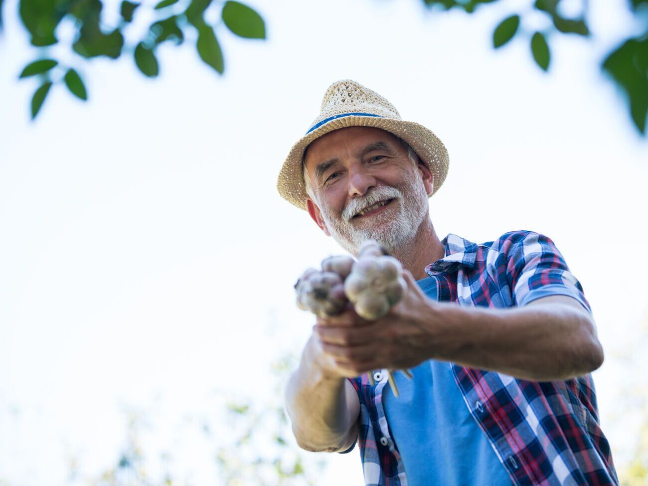 Эксперт советует использовать для подкормки озимого чеснока гранулированный или же натуральный&nbsp;куриный помет