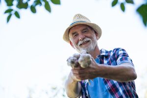 Експерт радить використовувати для підживлення озимого часнику гранульований або ж натуральний курячий послід