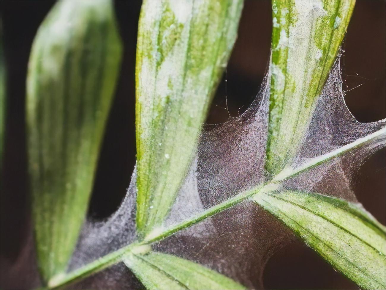 Паутинный клещ может уничтожить растение полностью