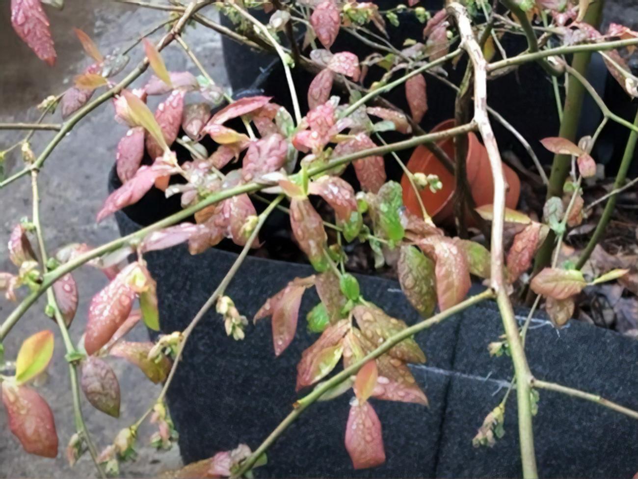 Когда дневная и ночная температуры будут отличаться минимально, листья голубики станут зеленого цвета и наберут массу