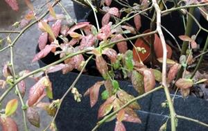 Когда дневная и ночная температуры будут отличаться минимально, листья голубики станут зеленого цвета и наберут массу