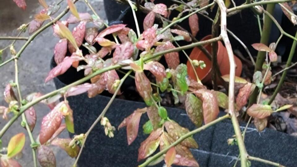 Коли денна й нічна температури відрізнятимуться мінімально, листя лохини стане зеленого кольору й набере масу