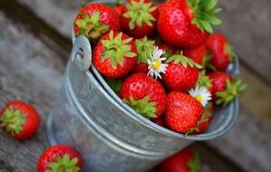 Клубника порадует богатым урожаем