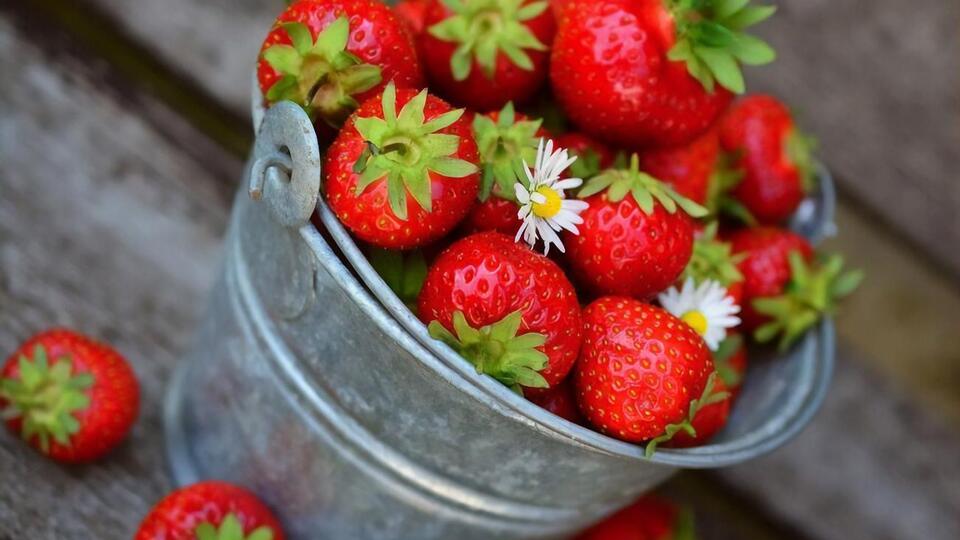 Клубника порадует богатым урожаем