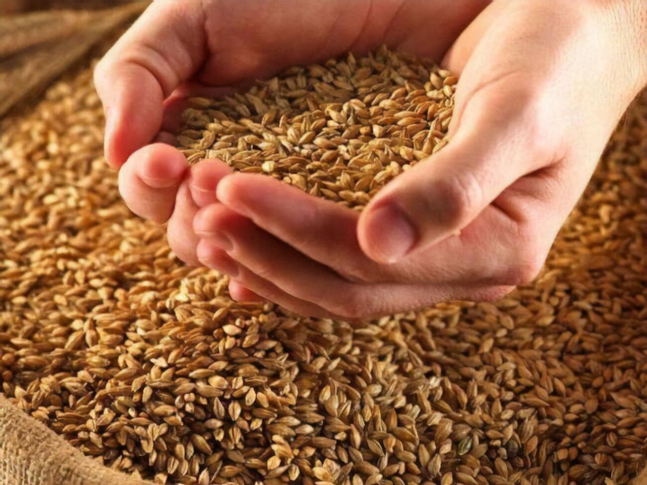 Сольский подчеркнул, что у украинского зерна высокое качество