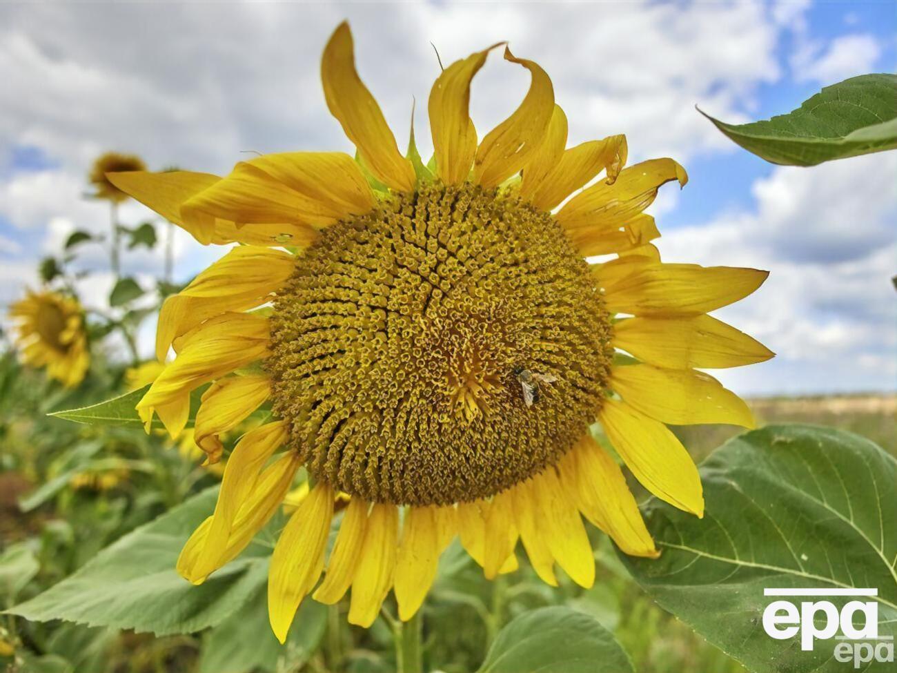 Венгрия запретила экспортировать из Украины семена подсолнечника