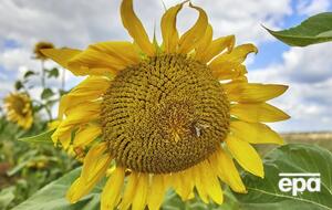 Венгрия запретила экспортировать из Украины семена подсолнечника