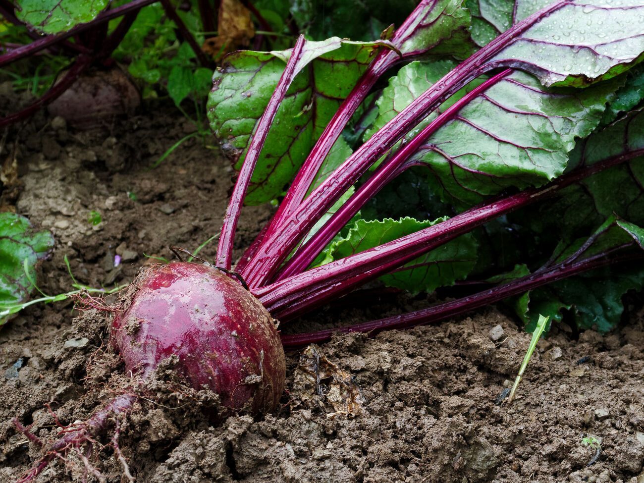 При выращивании свеклы важно, чтобы рядом с ней не были посажены культуры, которые могут ее затенять