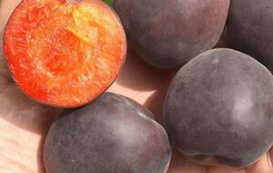 Плоды черного абрикоса напоминают по вкусу что-то среднее между сливой и абрикосом