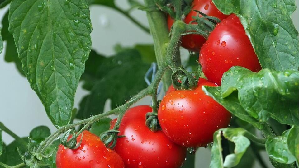 Для получения сладких томатов нужно избегать азотных удобрений