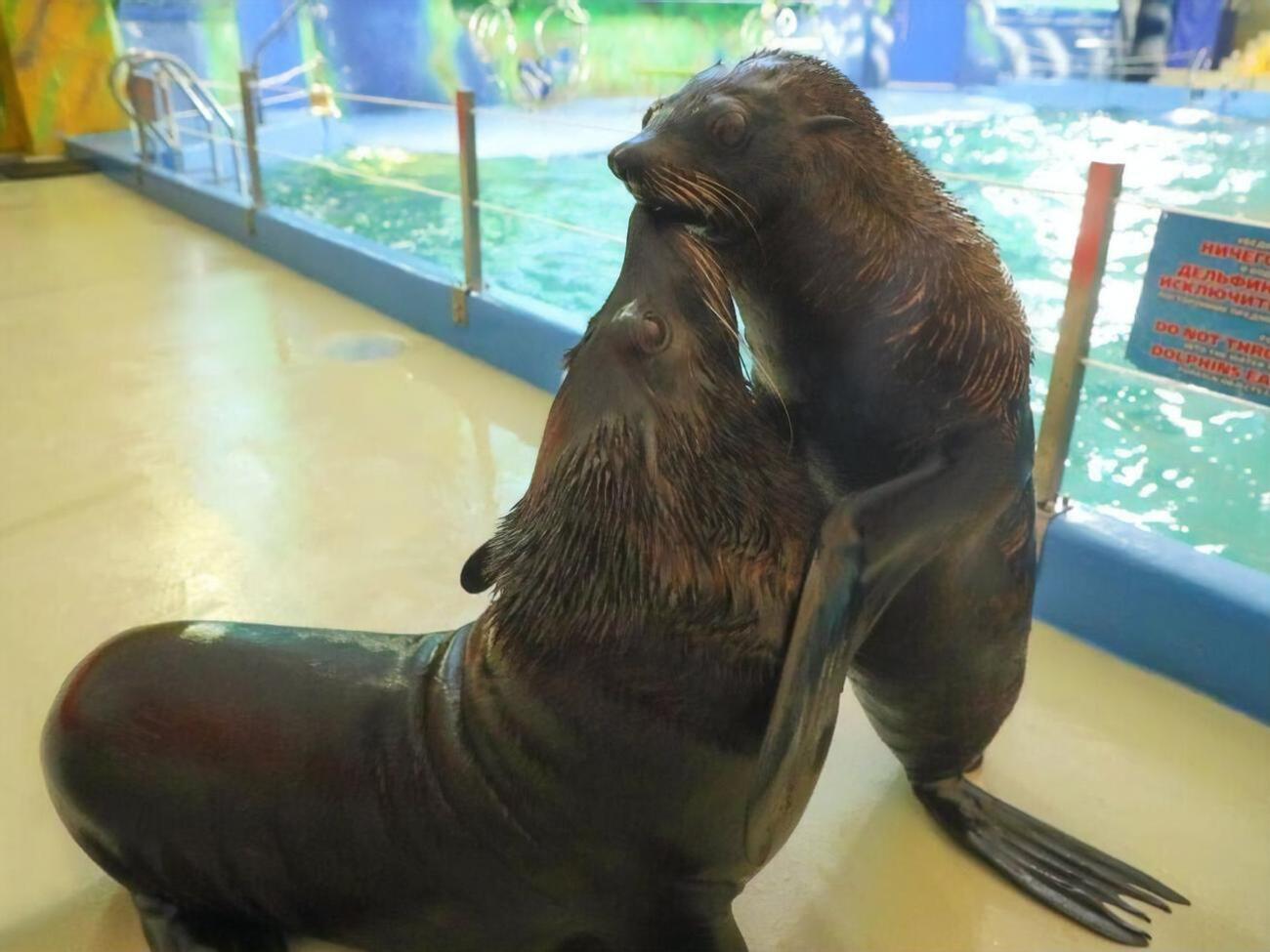 У дельфінарії заявили, що фото блогерів з їхнім вихованцем зробили в той момент,&nbsp;коли тварина нібито ходила з тренером по комплексу і вони "несподівано зустріли блогерів, з якими вже встигли потоваришувати"