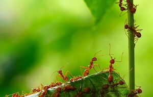 Муравьи в огороде приносят большой вред урожаю и вредят растениям, а в саду разносят тлю, и из-за этого страдают деревья