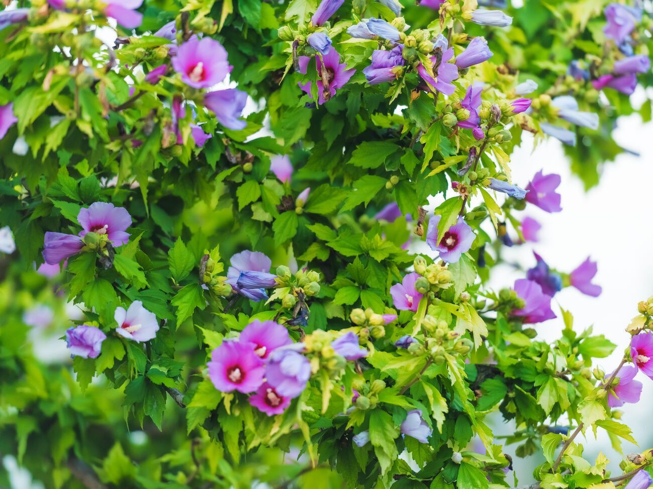 Идеальным для гибискуса будет светлое и защищенное от ветра место с легкой плодородной влагопроницаемой почвой