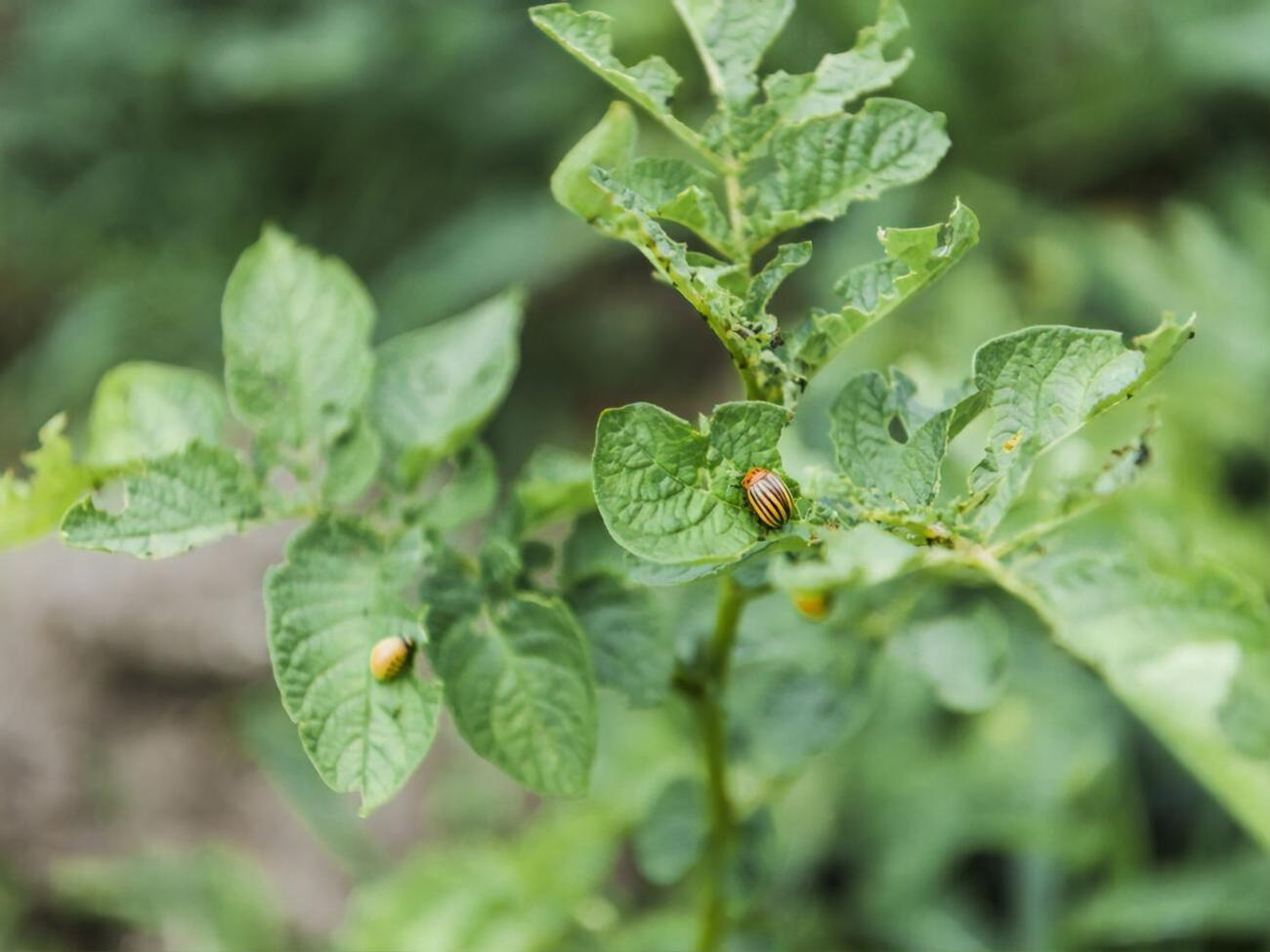 Колорадські жуки не витримають сусідства з деякими городними культурами