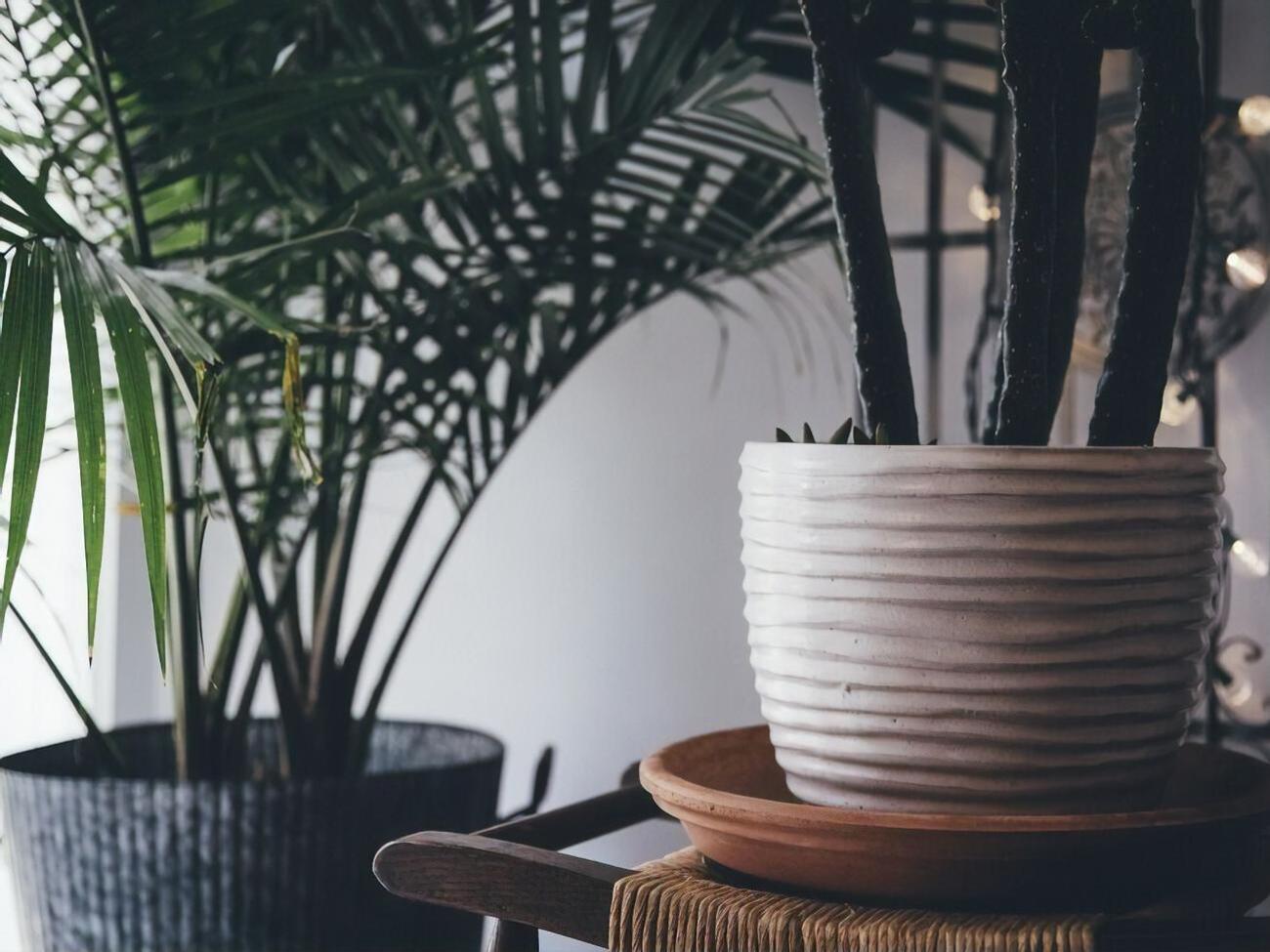 Комнатные растения могут приносить пользу для здоровья