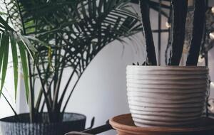 Комнатные растения могут приносить пользу для здоровья