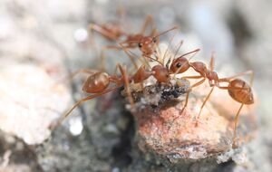 Как только увидите на участке даже небольшой муравейник, сразу посыпайте пищевой содой, советует эксперт