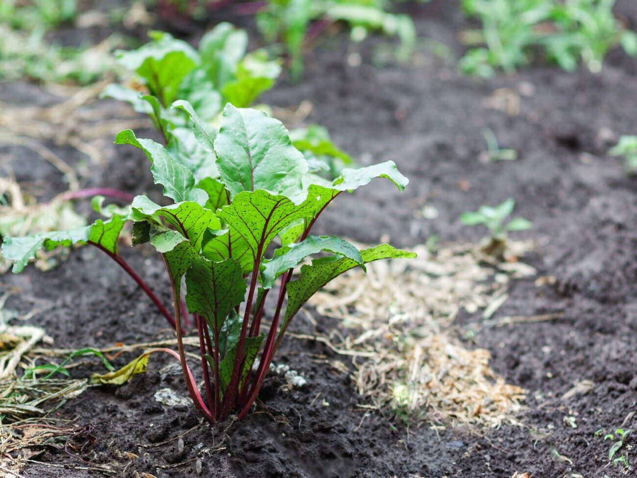 Подкормка свеклы соленой водой позволит отпугнуть тлю, блох и гусениц