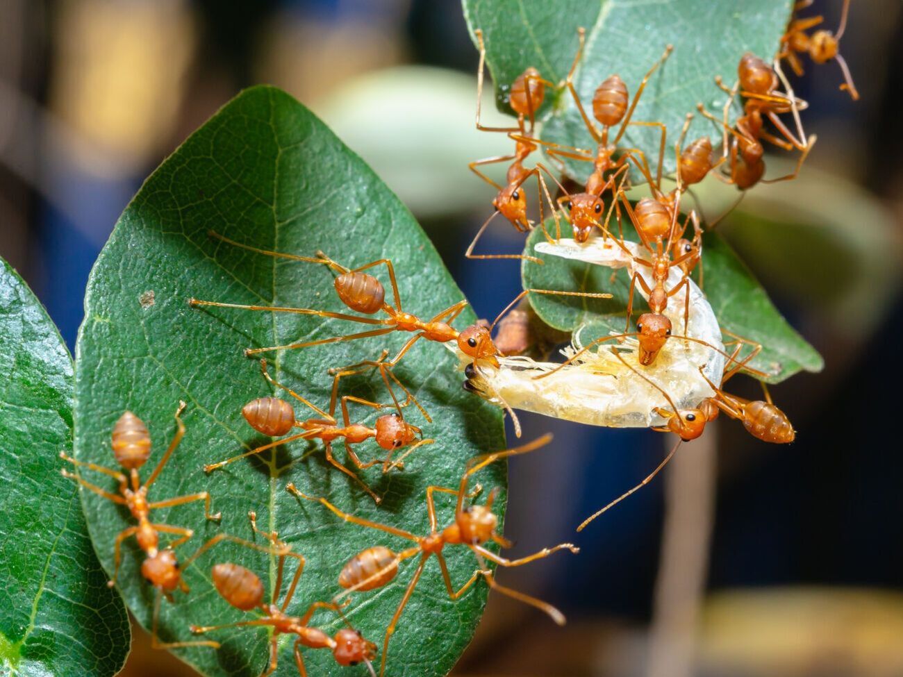 По словам эксперта, муравьям Coca-Cola не страшна