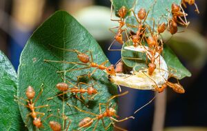 По словам эксперта, муравьям Coca-Cola не страшна