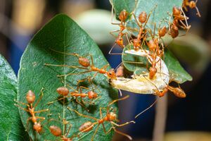 По словам эксперта, муравьям Coca-Cola не страшна