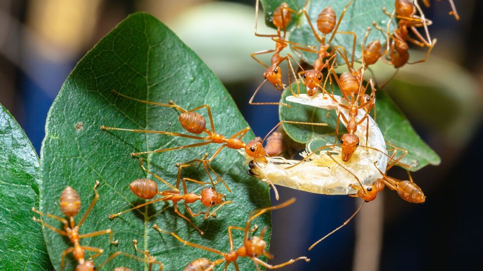 По словам эксперта, муравьям Coca-Cola не страшна