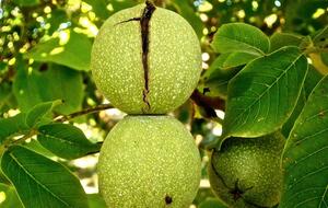 Грецкий орех может повредить здание, если растет слишком близко к нему