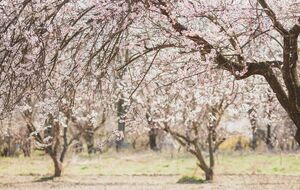 Одним из главных правил успешного садоводства является мониторинг и своевременная помощь с применением химических препаратов