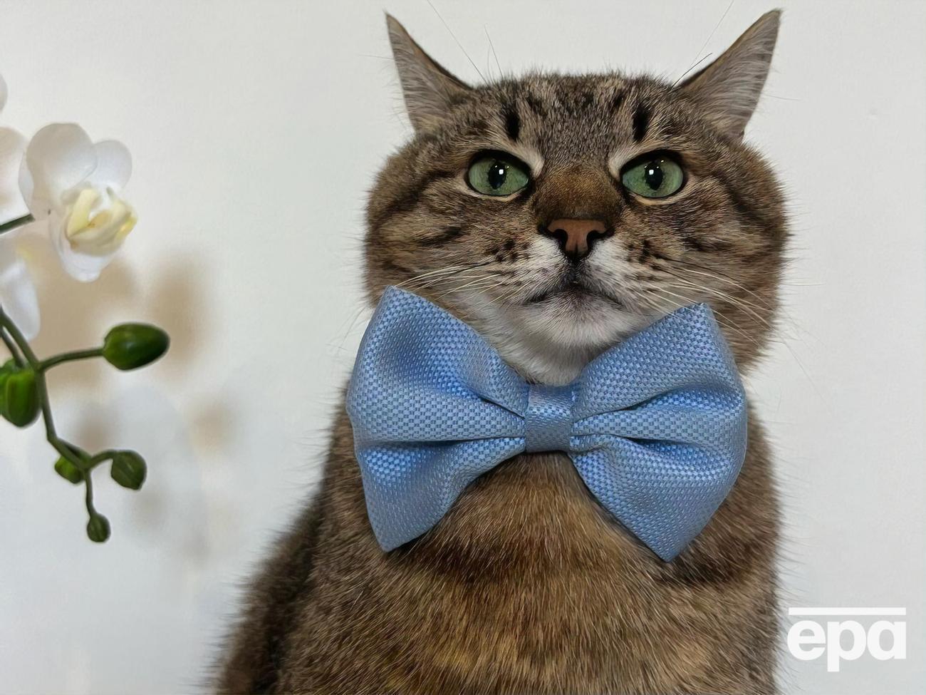 Страницу украинского кота-блогера Степана ведут харьковчане