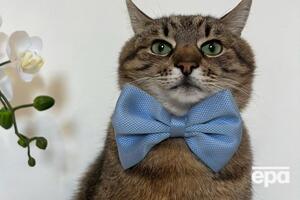 Страницу украинского кота-блогера Степана ведут харьковчане