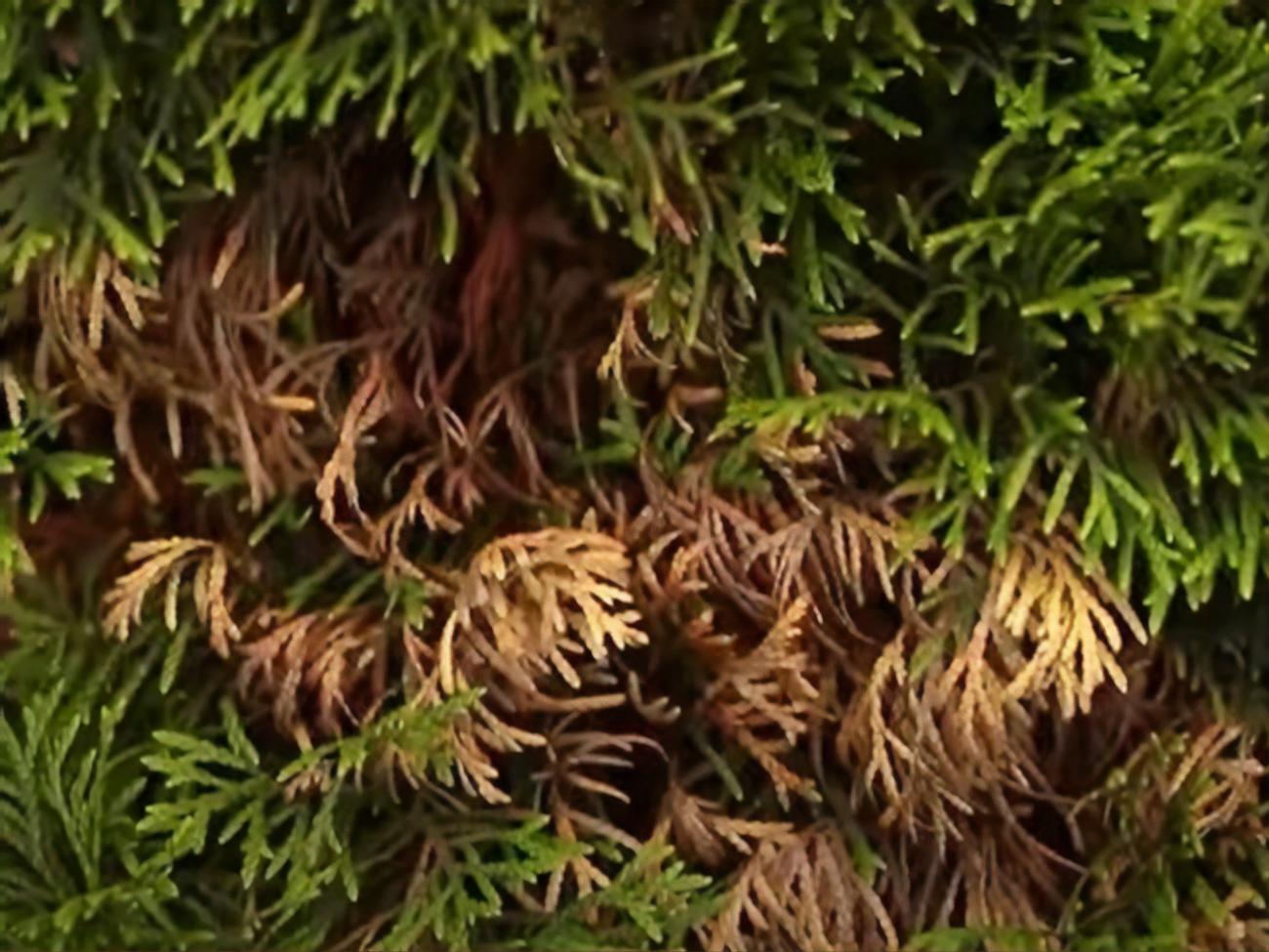 Небезпека шютте у тому, що у нього кілька видів, які вражають хвойні цілий рік