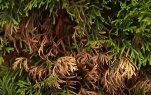 Небезпека шютте у тому, що у нього кілька видів, які вражають хвойні цілий рік