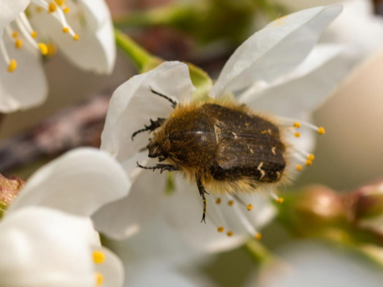 Бронзовка мохнатая питается пестикам, тычинками и лепестками