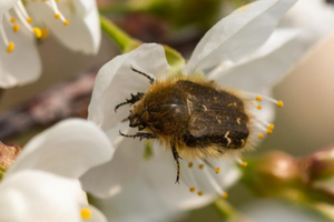 Бронзовка мохнатая питается пестикам, тычинками и лепестками