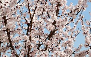 Садовод отмечает, что монилиоз есть в саду с ранней весны