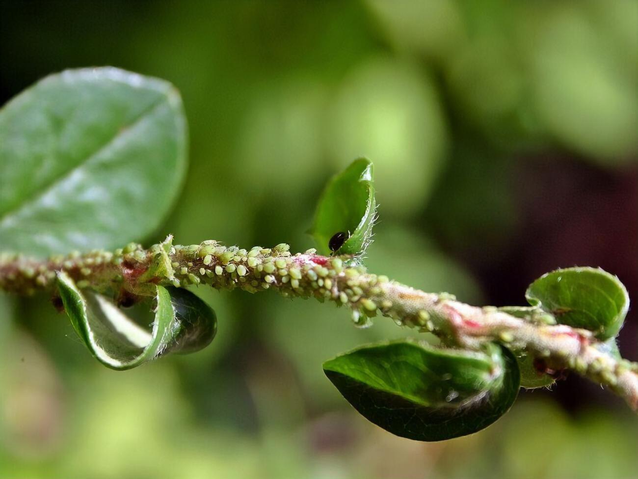 Растения нужно обрабатывать в местах скопления тли