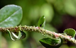 Растения нужно обрабатывать в местах скопления тли