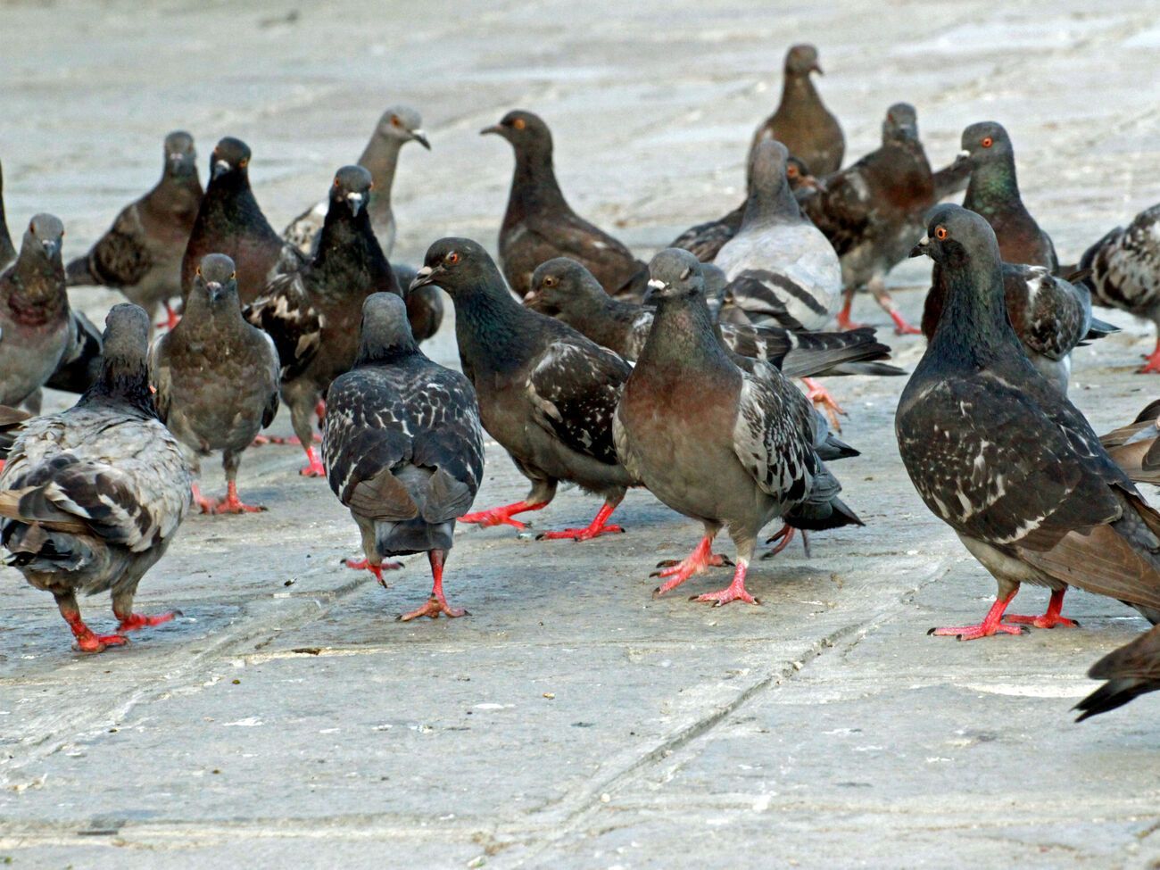 Варто одній парі голубів звити гніздо на вашій ділянці, як з них братимуть приклад і інші птахи