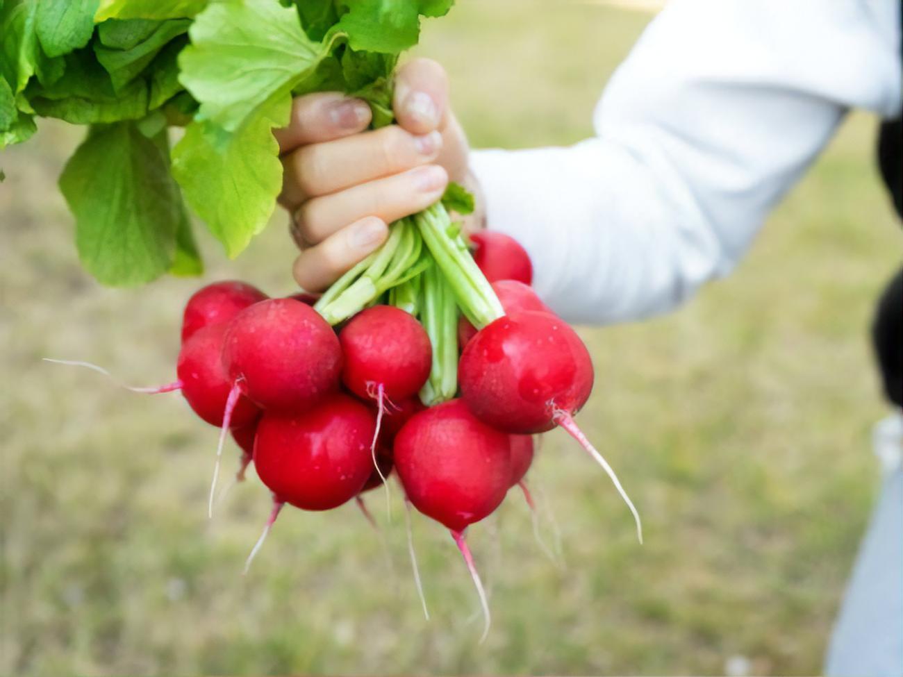 Причиной горечи корнеплодов может быть недостаточный полив