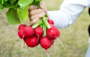 Причиной горечи корнеплодов может быть недостаточный полив