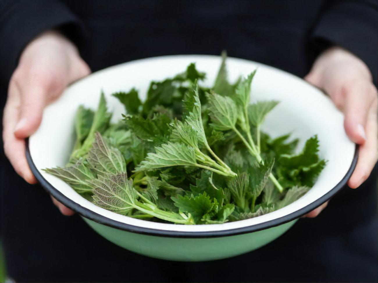 Чтобы крапива сохранила большую часть своих полезных свойств, ее не следует подвергать долгой термической обработке